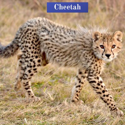 Cheetah