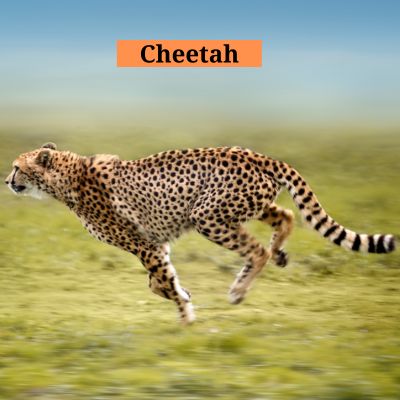 Cheetah