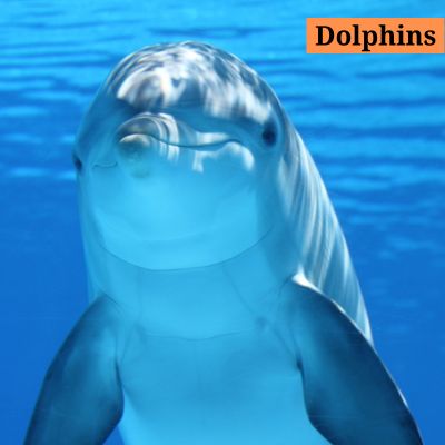 Dolphins