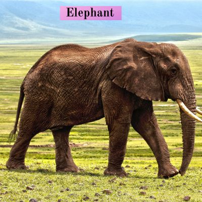 Elephant