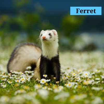 Ferret