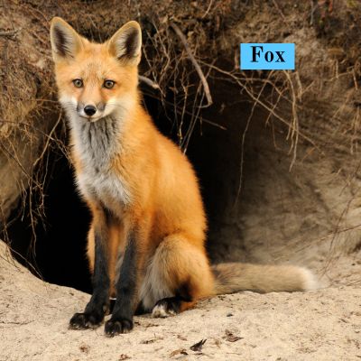 Fox