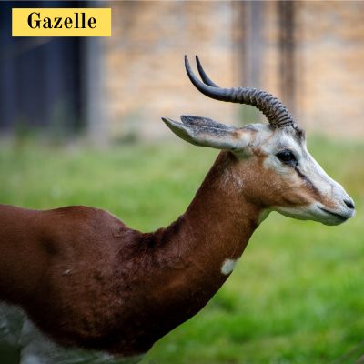 Gazelle