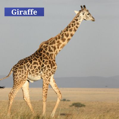 Giraffe