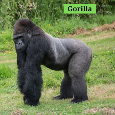 Gorilla