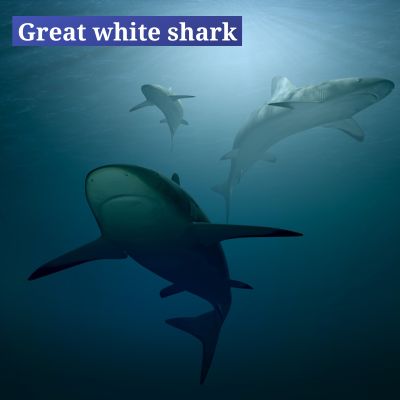 Great white shark