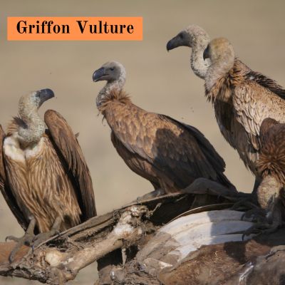 Griffon Vulture