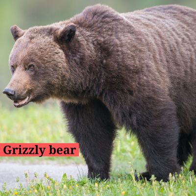 Grizzly bear