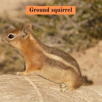 Ground squirrel