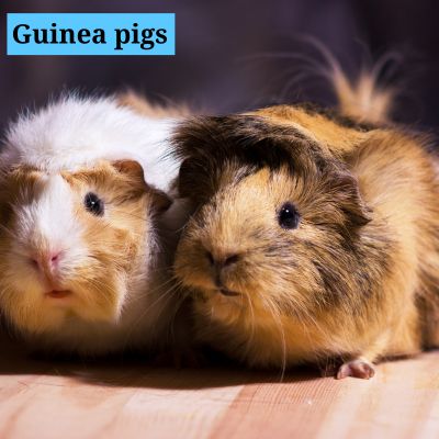 Guinea pigs