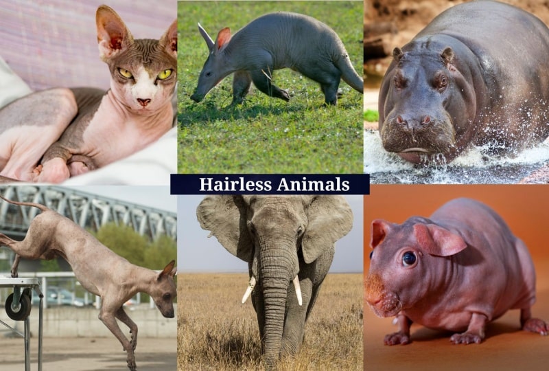 Hairless Animals