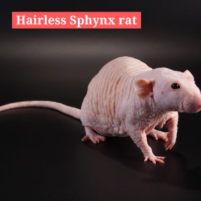 Hairless Sphynx rat