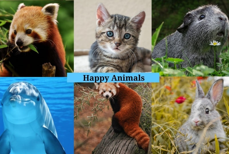 Happy Animals