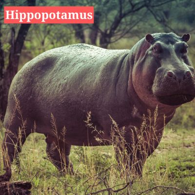 Hippopotamus