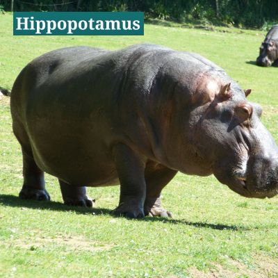 Hippopotamus