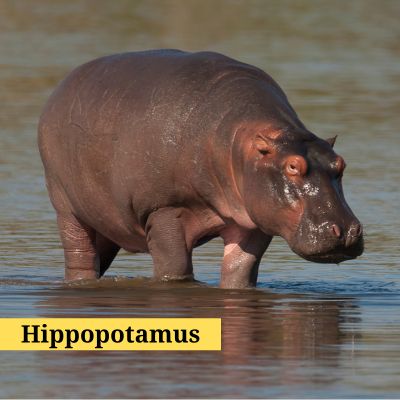 Hippopotamus