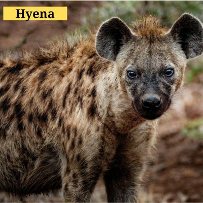 Hyena