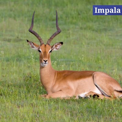 Impala