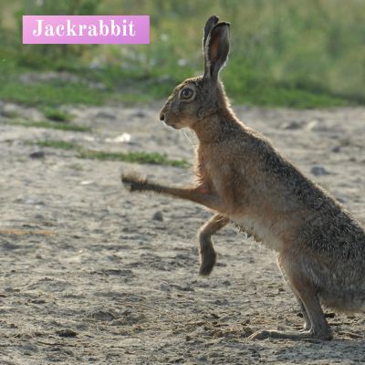 Jackrabbit