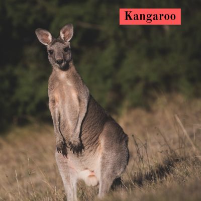 Kangaroo