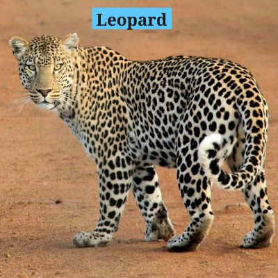 Leopard