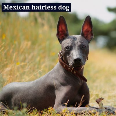 Mexican hairless dog