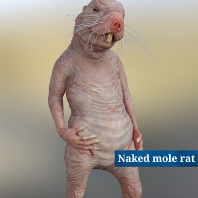 Naked mole rat