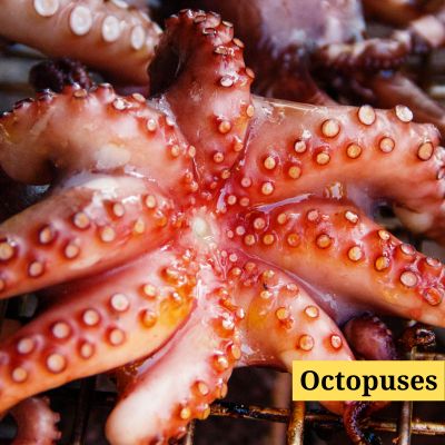 Octopuses