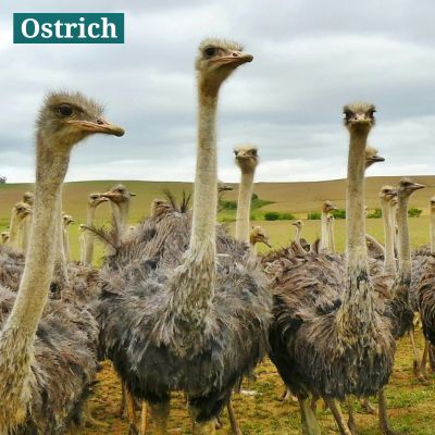 Ostrich