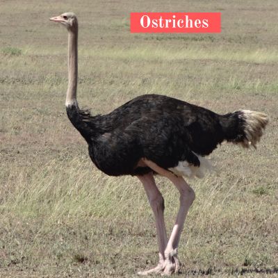 Ostriches