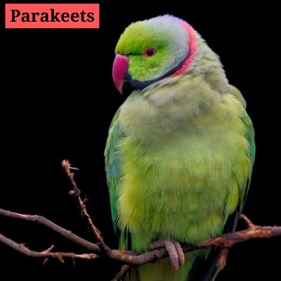 Parakeets