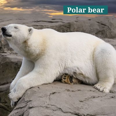 Polar bear