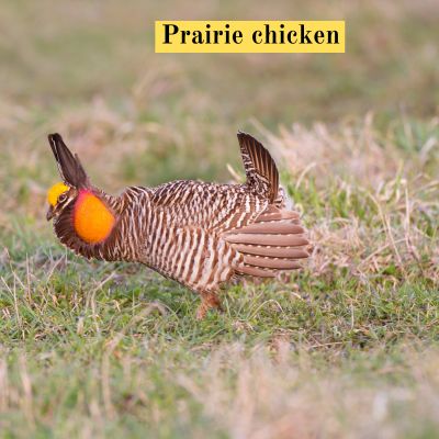 Prairie chicken