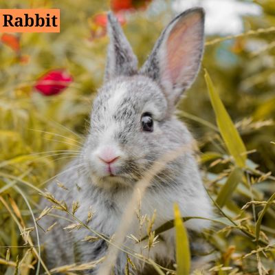 Rabbit