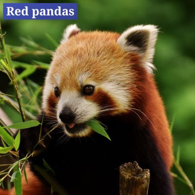 Red pandas