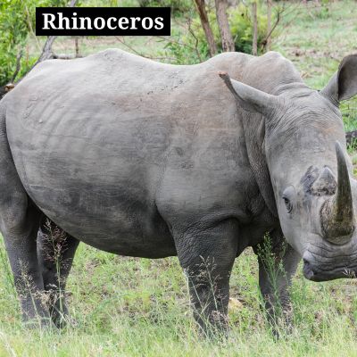 Rhinoceros