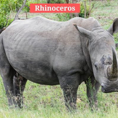 Rhinoceros