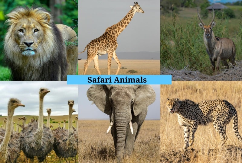 Safari Animals