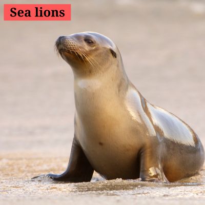 Sea lions