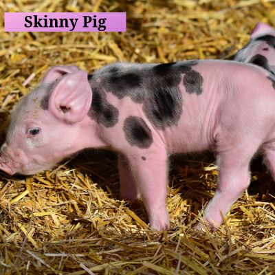 Skinny Pig