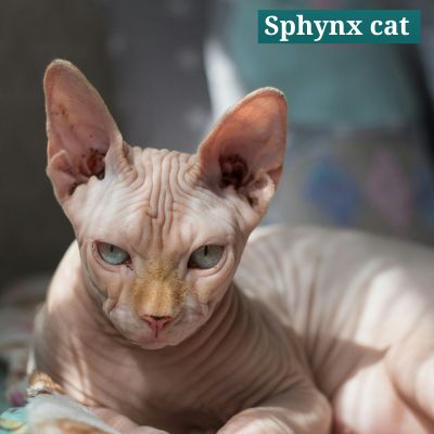 Sphynx cat