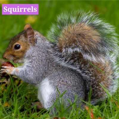 Squirrels