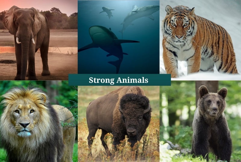 Strong Animals: Popular Animal With Their Strongness