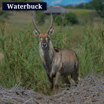 Waterbuck