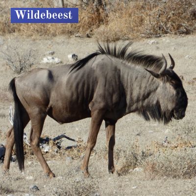 Wildebeest