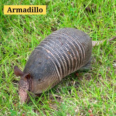 Armadillo