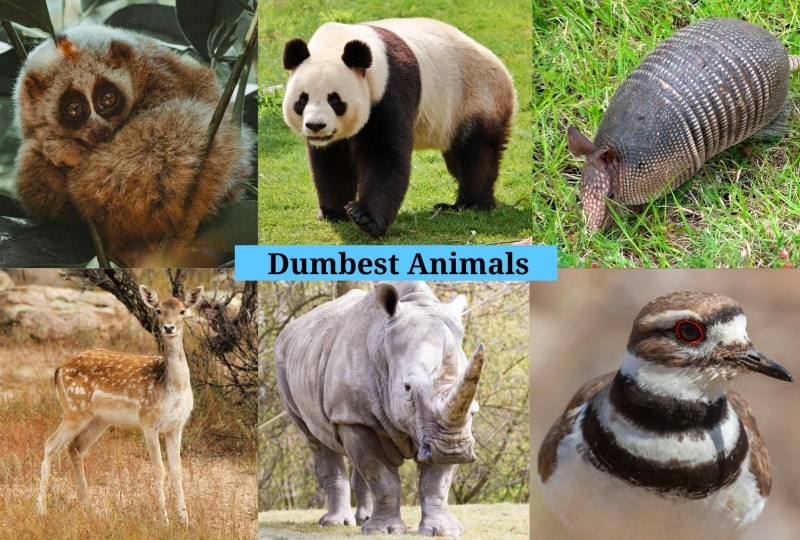 Dumbest Animals