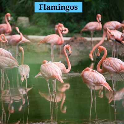 Flamingos