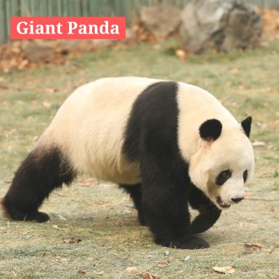 Giant Panda