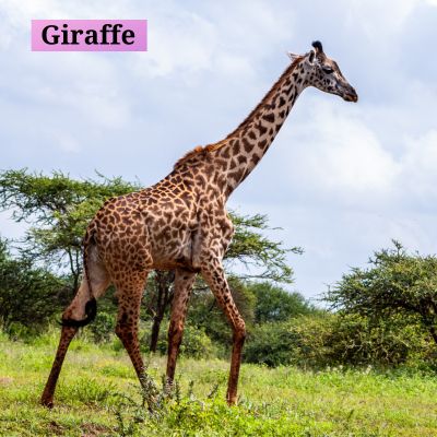 Giraffe